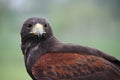Beautiful brown harris hawk Royalty Free Stock Photo