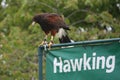 Beautiful brown harris hawk on a hawking sign Royalty Free Stock Photo