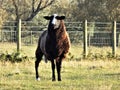 Healthy Brown Sheep In Northumberland, England, UK