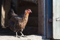 Beautiful brown hen on the doorstep of a wooden barn Royalty Free Stock Photo