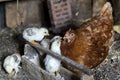 Beautiful brown hen feeding her little newborn chicks. Royalty Free Stock Photo