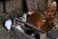 Beautiful brown hen feeding her little newborn chicks Royalty Free Stock Photo