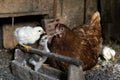 Beautiful brown hen feeding her little newborn chicks. Royalty Free Stock Photo