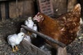 Beautiful brown hen feeding her little newborn chicks. Royalty Free Stock Photo