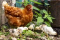 Beautiful brown hen with her little newborn chicks Royalty Free Stock Photo