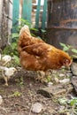 Beautiful brown hen with her little newborn chicks Royalty Free Stock Photo