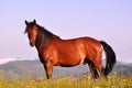 Beautiful brown horse Royalty Free Stock Photo