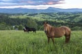 Beautiful brown horse against the backdrop of a mountain landscape on a cloudy day. Horses are grazing in the Carpathian mountains Royalty Free Stock Photo