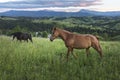 Beautiful brown horse against the backdrop of a mountain landscape on a cloudy day. Horses are grazing in the Carpathian mountains Royalty Free Stock Photo