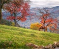 Beautiful brown horse in autumn landscape with red trees