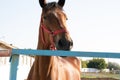 Beautiful brown horse behind the fence at the stable on the farm looks at the camera with his head slightly turned Royalty Free Stock Photo