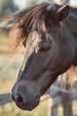 Beautiful brown horse, close-up of muzzle, cute look, mane, background of running field, corral, trees Royalty Free Stock Photo