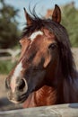 Beautiful brown horse, close-up of muzzle, cute look, mane, background of running field, corral, trees Royalty Free Stock Photo