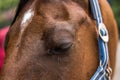 Beautiful brown horse close up one eye portrait with eye closed Royalty Free Stock Photo