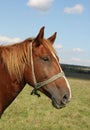 Beautiful brown horse closeup Royalty Free Stock Photo