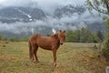 Beautiful brown horse in cloudy mountains, with snow and green trees in Norway Royalty Free Stock Photo