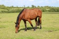 Beautiful Brown horse eating grass Royalty Free Stock Photo