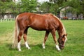 Beautiful brown horse eating grass and grazing in a meadow. Red horse grazing on pasture. Thoroughbred on a meadow. Mare graze a g