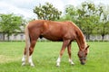 Beautiful brown horse eating grass and grazing in a meadow. Red horse grazing on pasture. Thoroughbred on a meadow. Mare graze a g