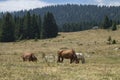 A beautiful horse eats peacefully