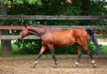 Beautiful brown horse in farm Royalty Free Stock Photo