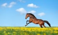 Beautiful brown horse galloping across the field Royalty Free Stock Photo