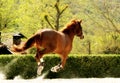 Beautiful brown horse galloping in paddock freely Royalty Free Stock Photo