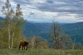 Beautiful brown horse grazing in the green mountains under the cloudy sky Royalty Free Stock Photo