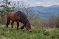 Beautiful brown horse grazing in the green mountains under the cloudy sky Royalty Free Stock Photo