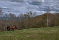 Beautiful brown horse grazing in the green mountains under the cloudy sky Royalty Free Stock Photo