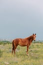 Beautiful brown horse on green pasture looking at camera in a cloudy meadow. Horse grazing before the rain Royalty Free Stock Photo