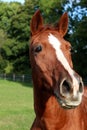 Beautiful brown horse head portrait on the paddock Royalty Free Stock Photo