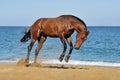 Beautiful brown horse jumping on sea beach