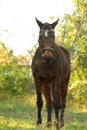 Beautiful brown horse in leather bridle Royalty Free Stock Photo