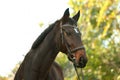 Beautiful brown horse in leather bridle Royalty Free Stock Photo