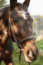 Beautiful brown horse in leather bridle Royalty Free Stock Photo