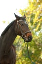 Beautiful brown horse in leather bridle Royalty Free Stock Photo