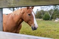 Beautiful brown horse looking thru wooden fence on farm Royalty Free Stock Photo
