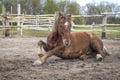 Beautiful brown horse is lying on the ground Royalty Free Stock Photo