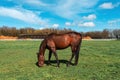 Beautiful brown horse mare grazing on lush meadow grass within a equestrian ranch paddock Royalty Free Stock Photo