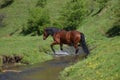 Beautiful brown horse passing mountain water stream and splashing water Royalty Free Stock Photo