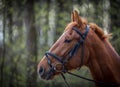 Beautiful brown horse portrait with bridle in the spring forest Royalty Free Stock Photo