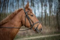 Beautiful brown horse portrait with bridle in the spring forest Royalty Free Stock Photo