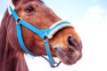 Beautiful brown horse portrait close-up against a blue sky. A bridle, gnawing. Royalty Free Stock Photo