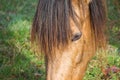 beautiful brown horse portrait in the farm Royalty Free Stock Photo