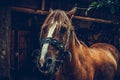 Beautiful brown horse portrait on a farm Royalty Free Stock Photo