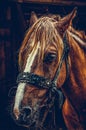 Beautiful brown horse portrait on a farm Royalty Free Stock Photo