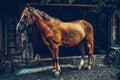 Beautiful brown horse portrait on a farm Royalty Free Stock Photo