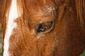 Beautiful brown horse portrait in the farm Royalty Free Stock Photo