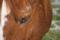 Beautiful brown horse portrait in the farm in the nature Royalty Free Stock Photo